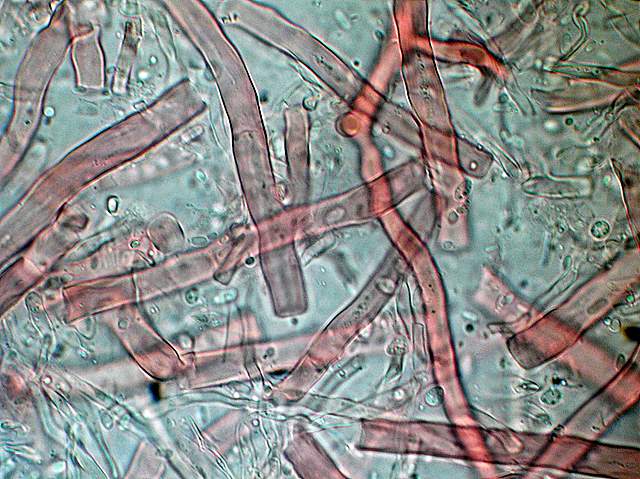 Pycnoporellus fulgens  (Fr.)  Donk